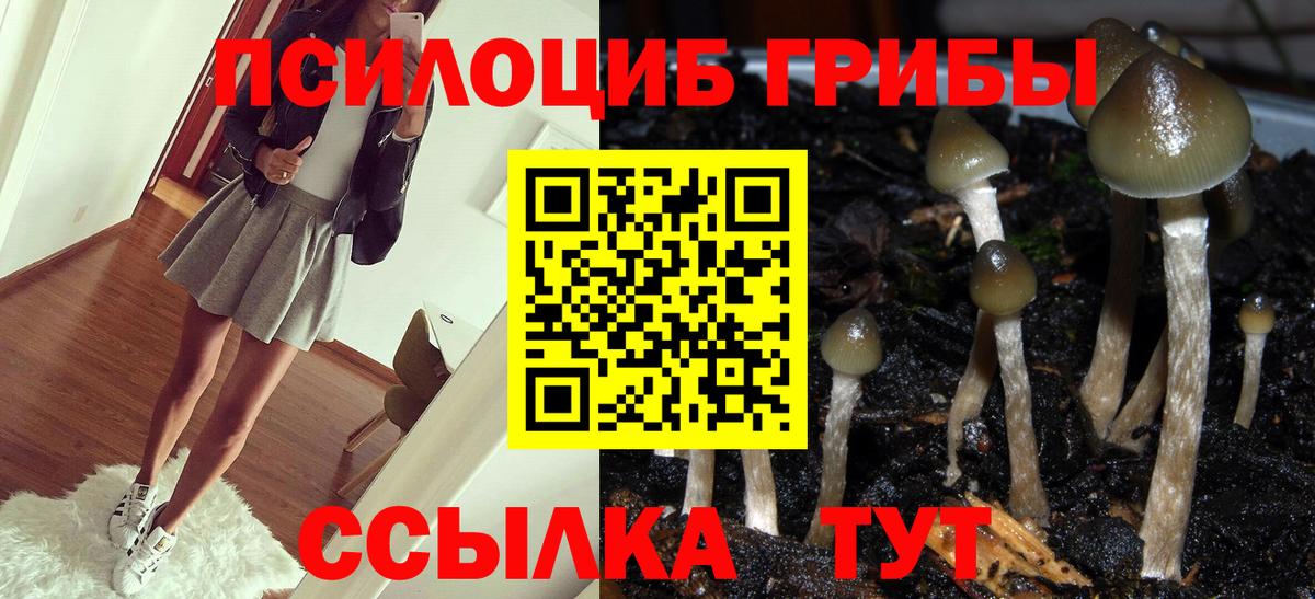 Псилоцибиновые грибы Psilocybe  дарнет шоп  Псилоцибиновые грибы Psilocybe  Барнаул  Вход с VPN 